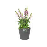 vibia straight rund 47cm anthrazit